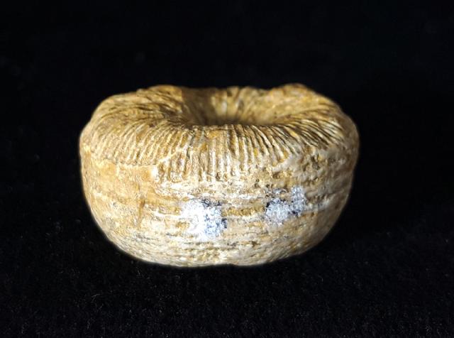 Cycloseris cyclolites (LAMARCK 1815) - Bild © FossNet FossilienStore